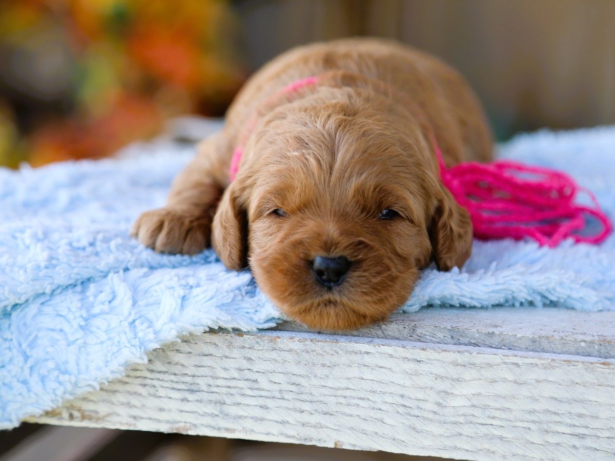 Taffy • click to meet