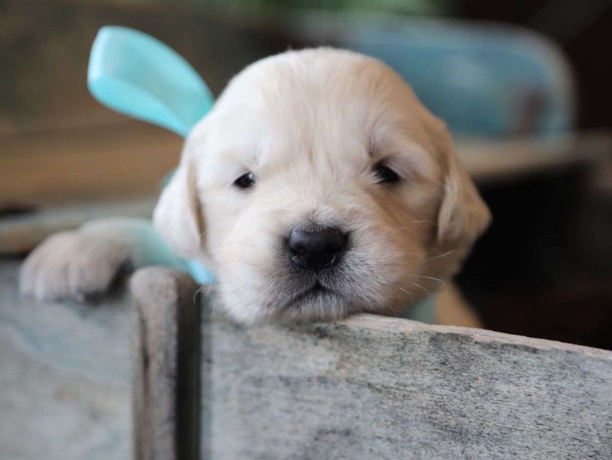 Noah - Click to meet