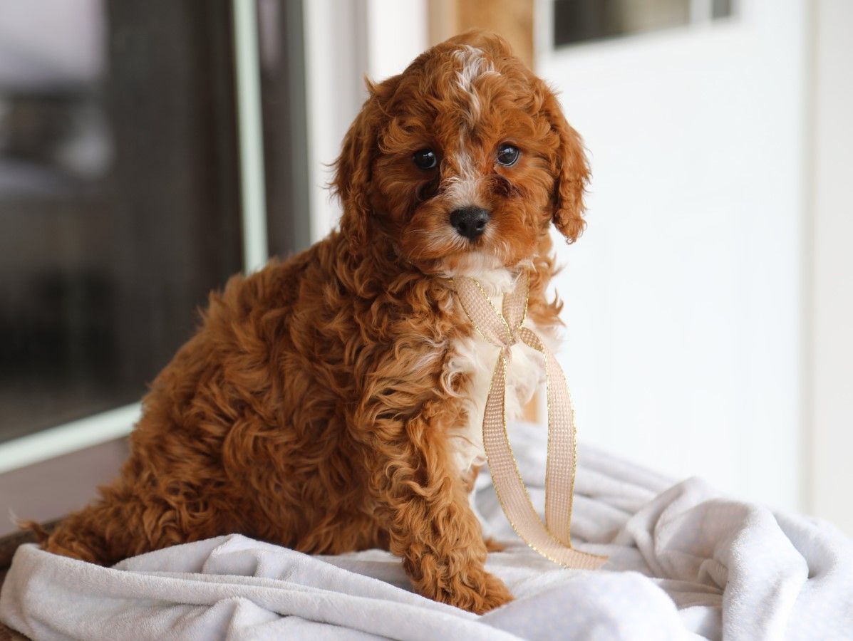  Zoey • click to meet