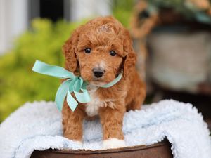  Finnegan • click to meet