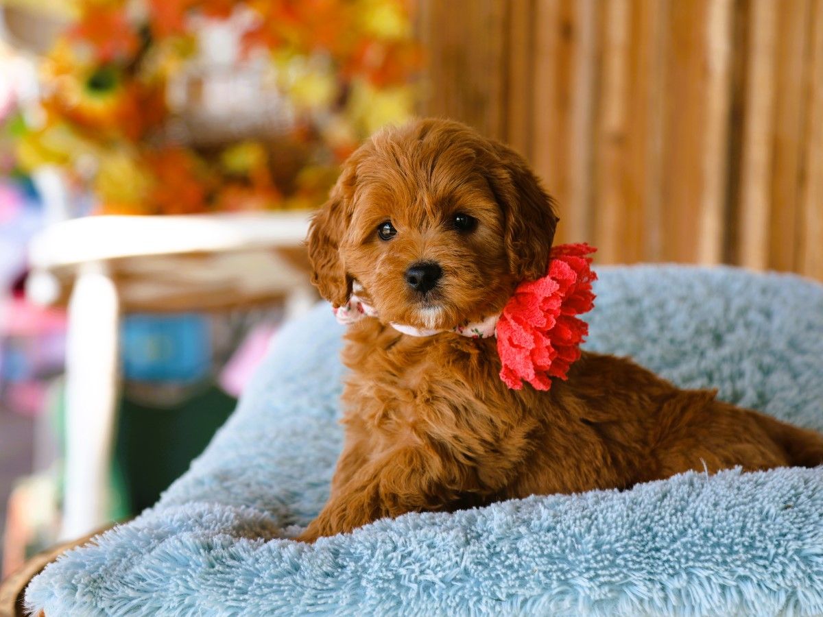  Cinnamon • click to meet