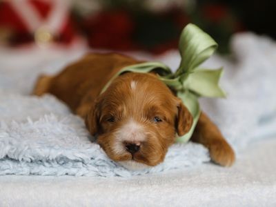 CHARLIE • RESERVED