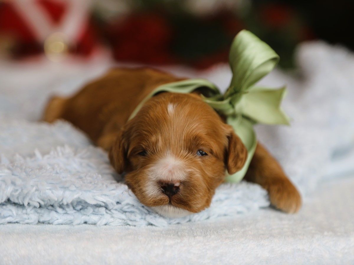 CHARLIE • RESERVED