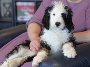  Baxter - click to meet