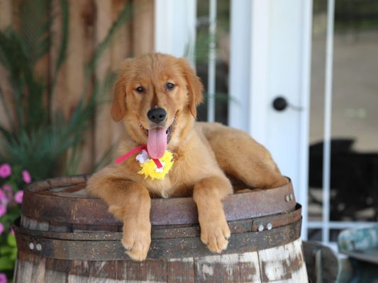 MAGGIE • RESERVED