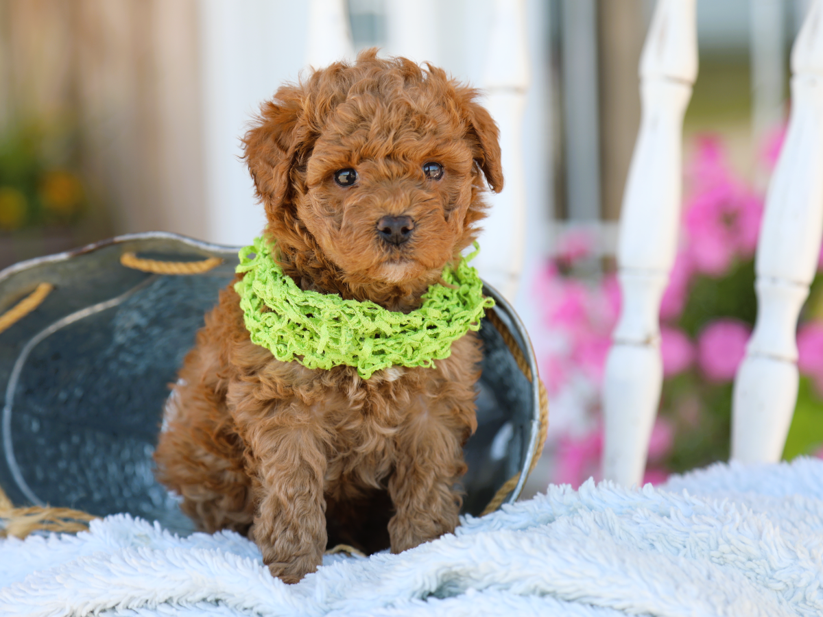  Porter • click to meet