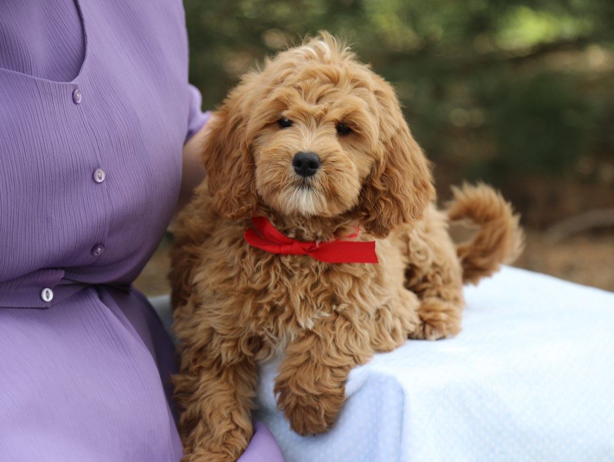  Dudley - click to meet