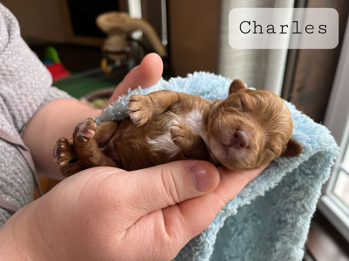 Charles • click to meet