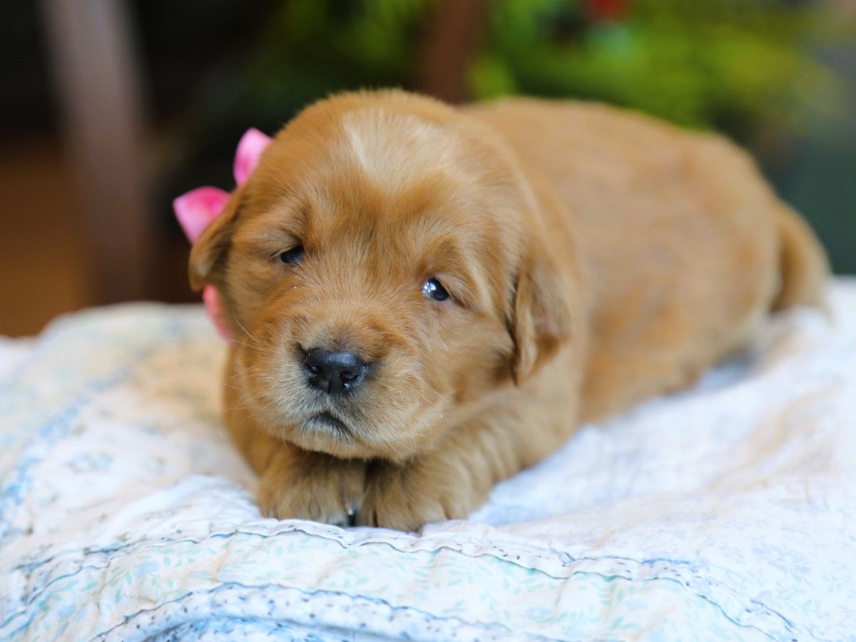 Nala • Click to meet