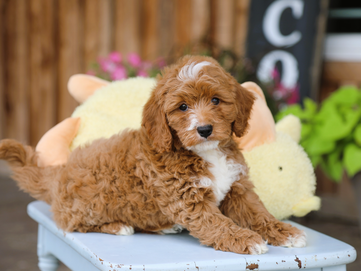 Truffle (4).png