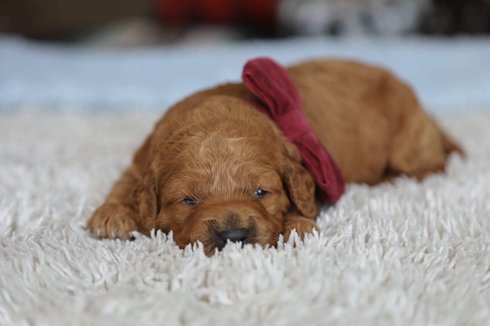 Cinnamon • click to meet