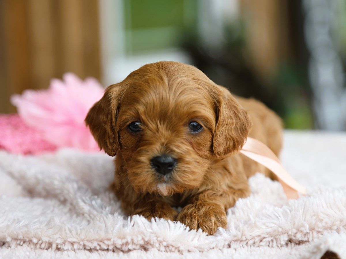 Zoe (2).JPG