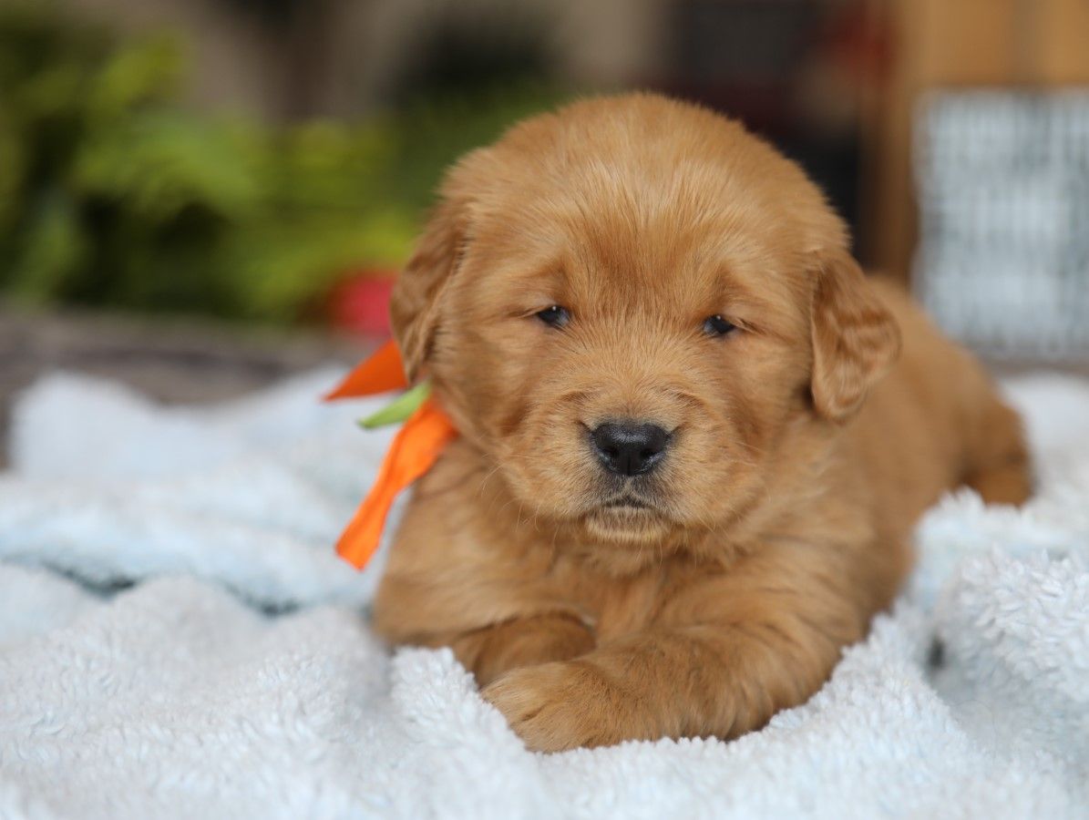 Ridge - Click to meet