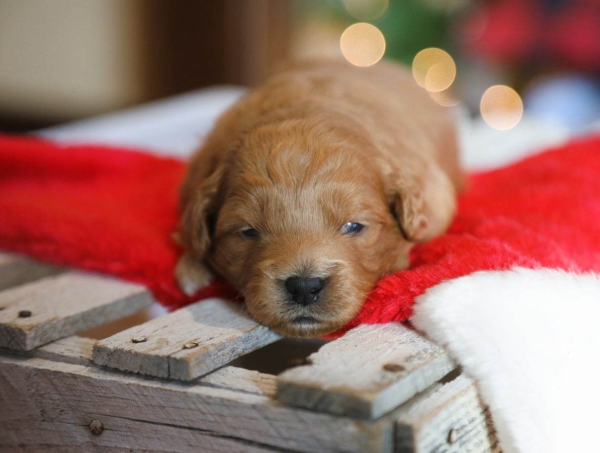 Caramel (3) (1).JPG