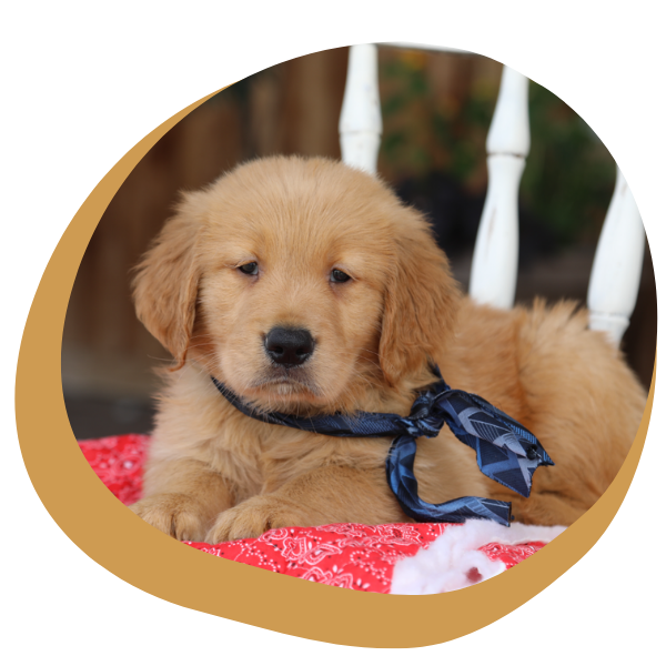 Red Retriever - Image 1.png