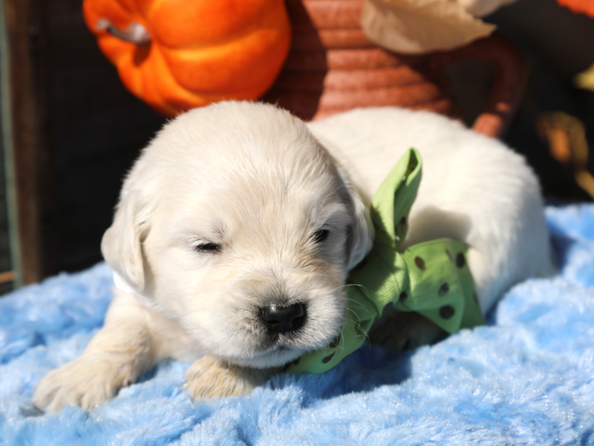 Butters (2).png
