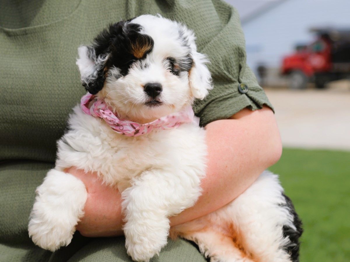 Blossom • Click to Meet