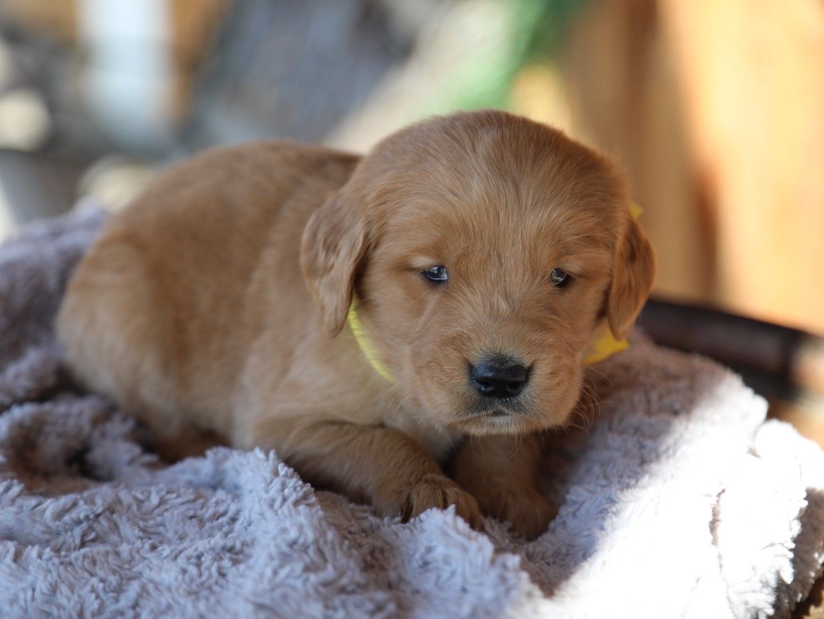 Louie (4).JPG