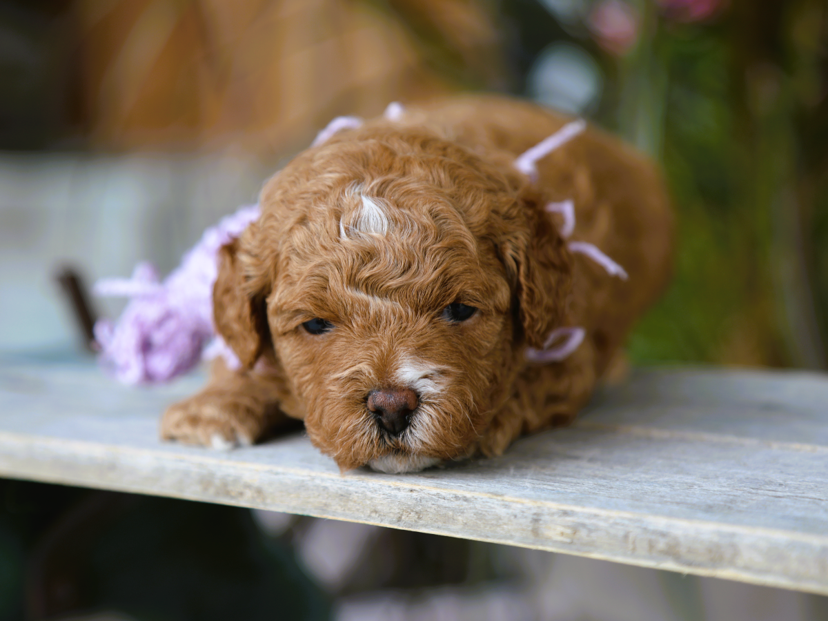 Tilly (2).png
