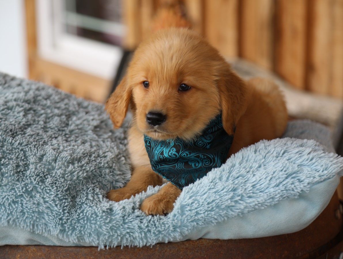 reggie (3).JPG