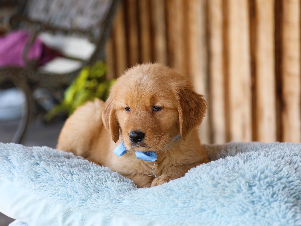 trixie (1).JPG