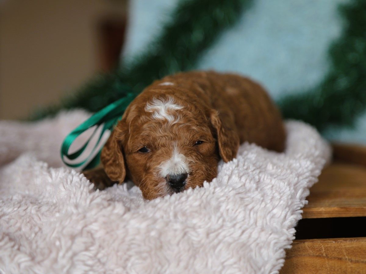 moose (3).JPG