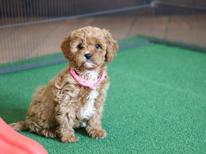 Anya • click to meet