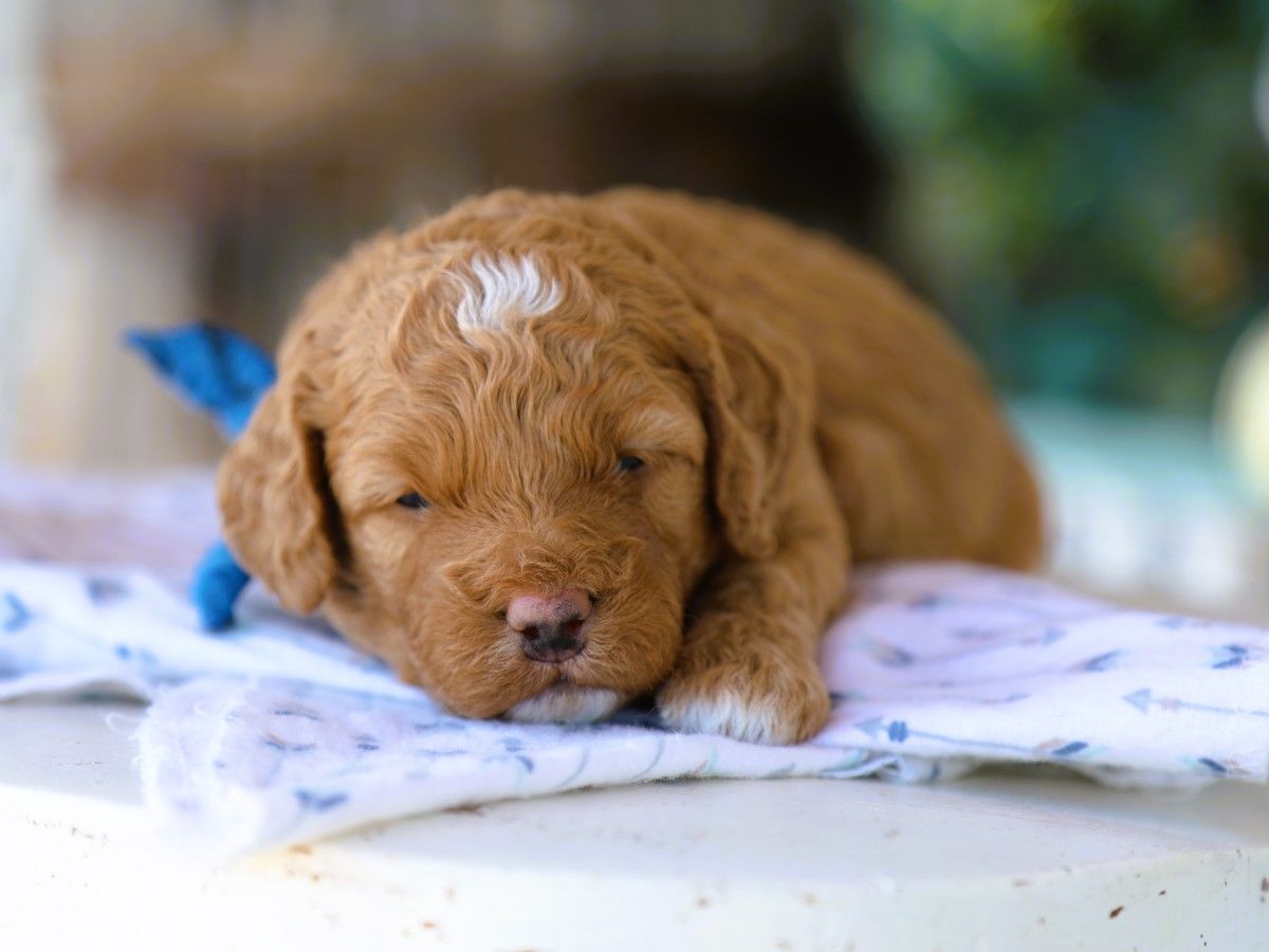Olly (2).JPG