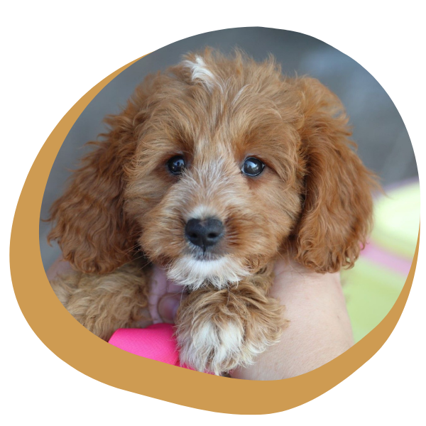 F1B Goldendoodles for Sale - Image 1.png