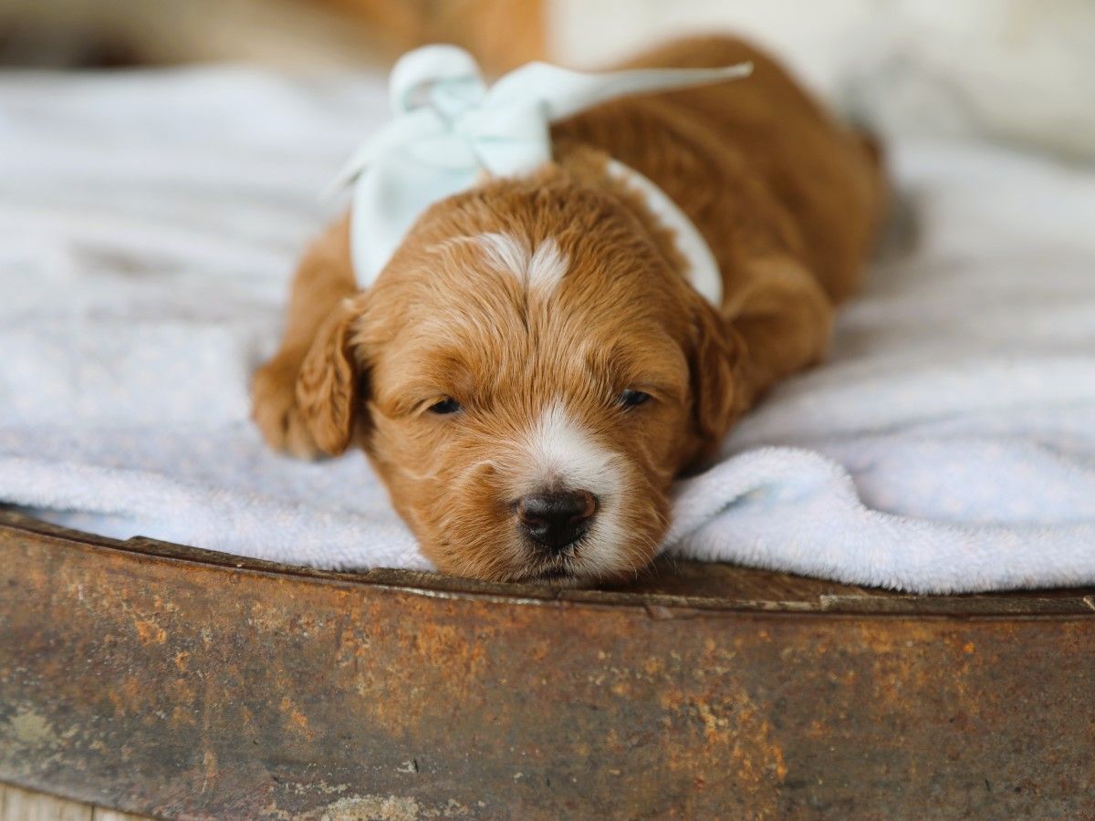 brownie (3).JPG