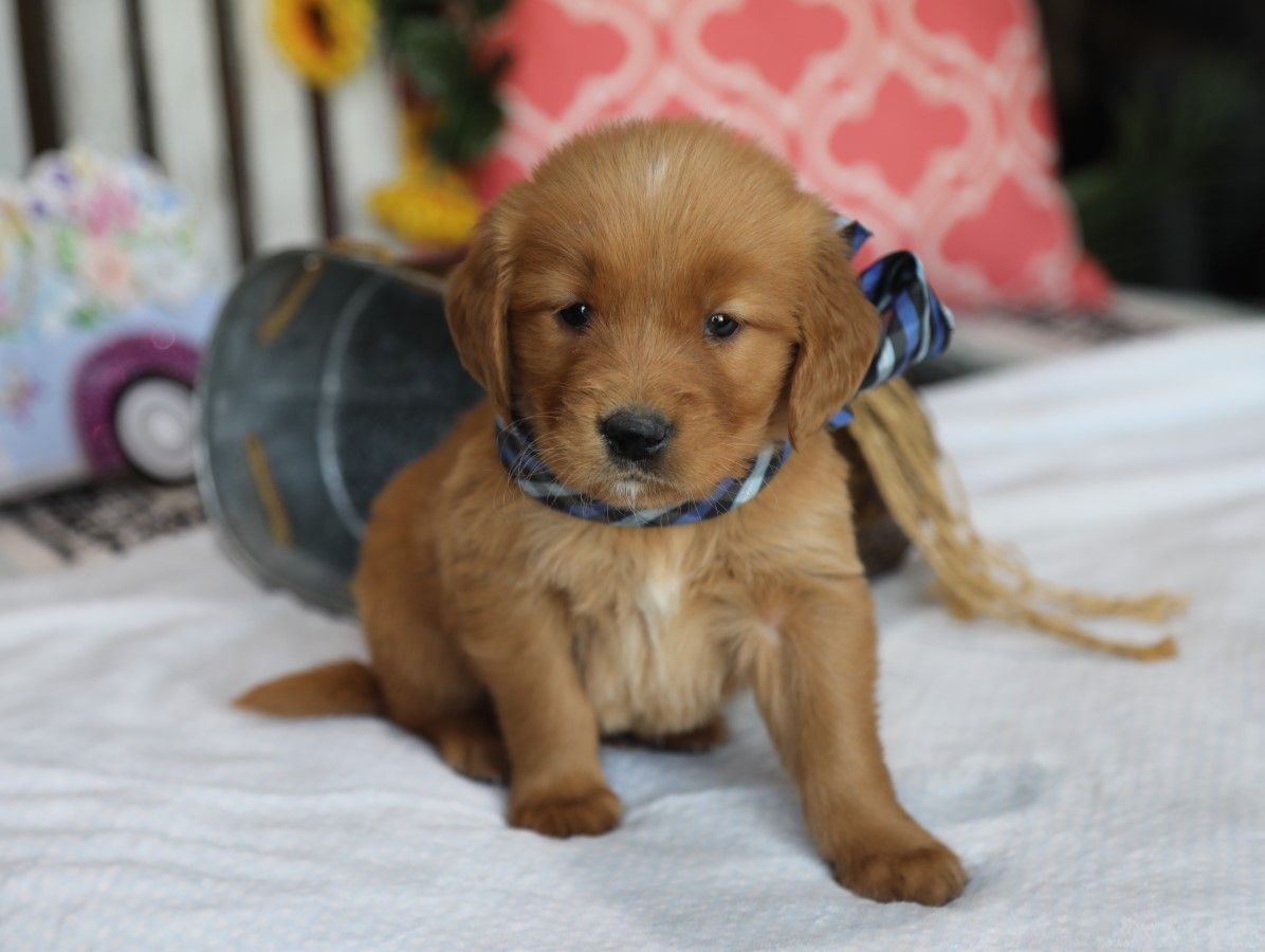 Sawyer - Click to meet