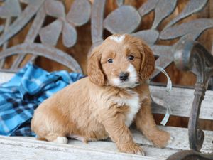 Teddy • click to meet
