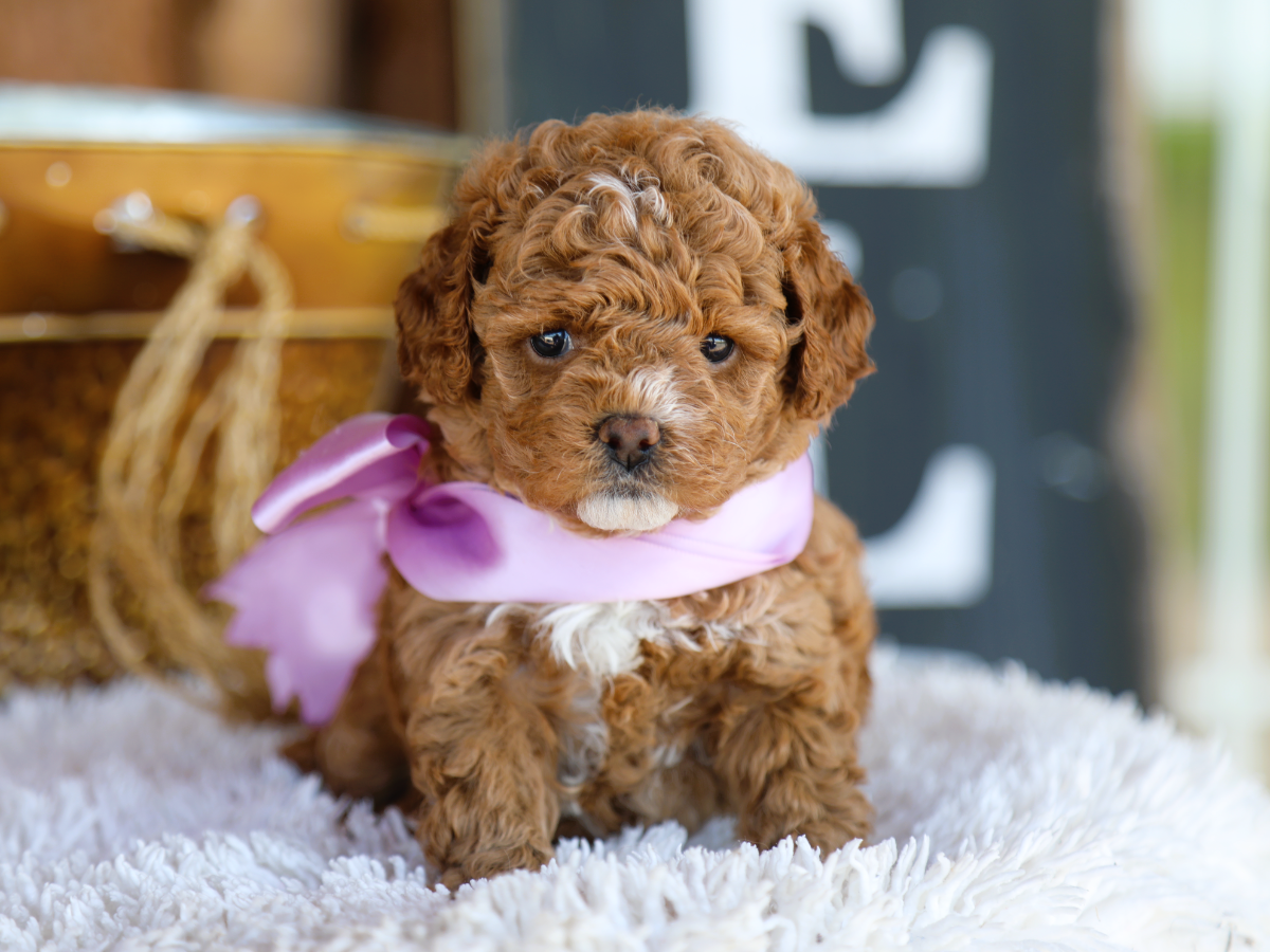  Tilly • click to meet