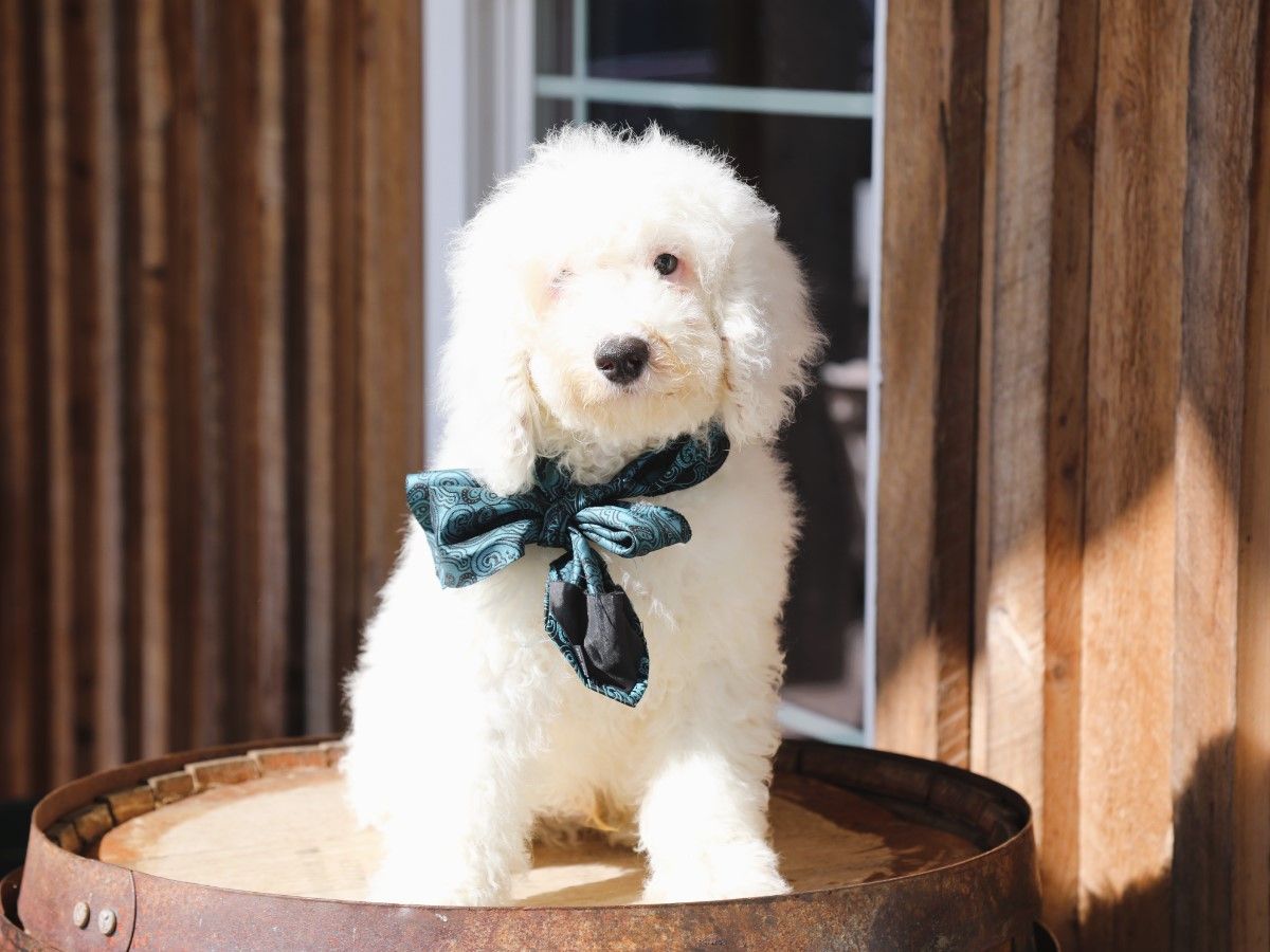 casper (4).JPG
