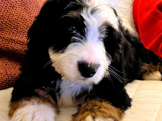 Falls Church VA KERNEL • HOMED