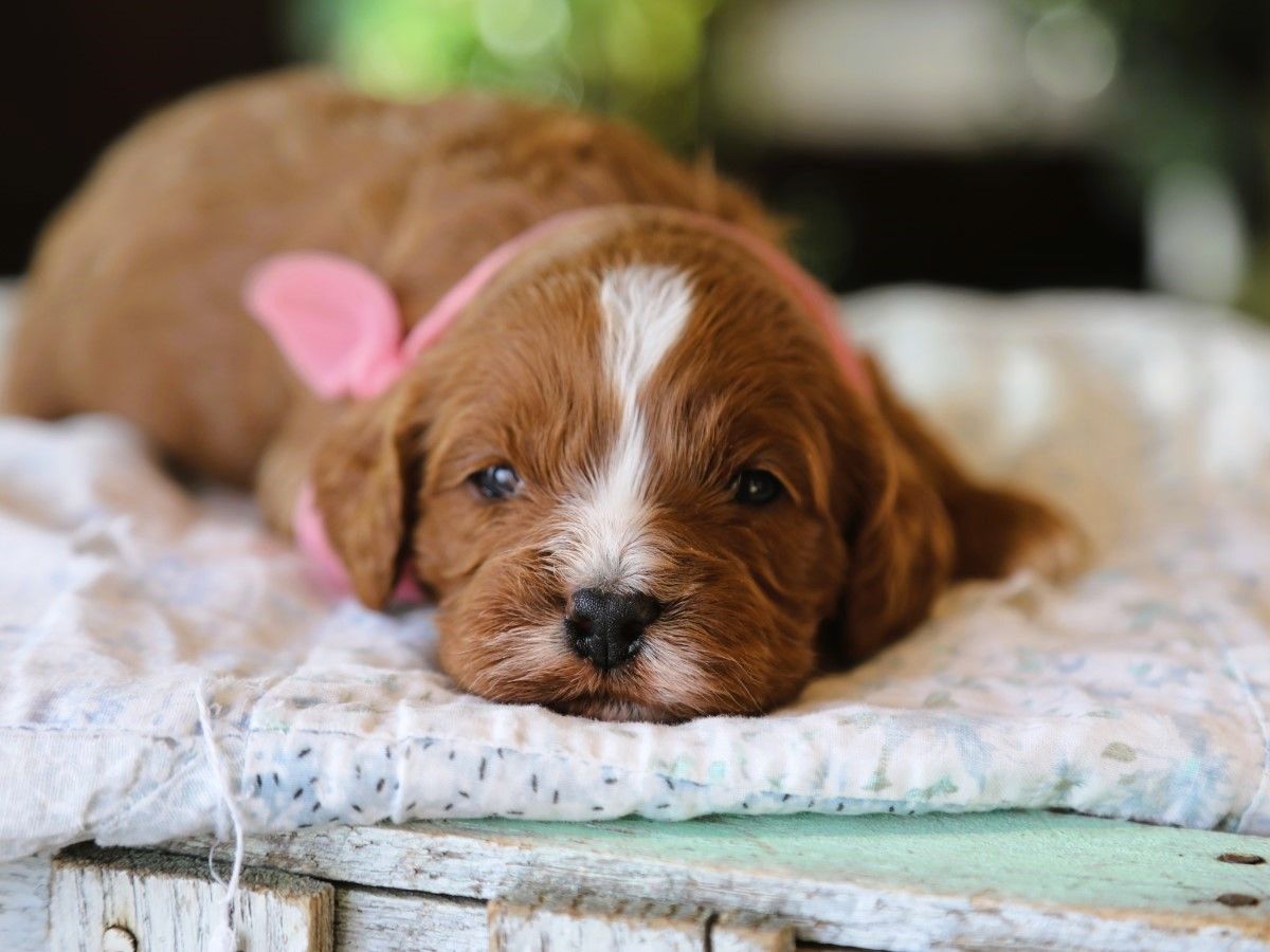 zoey (2).JPG