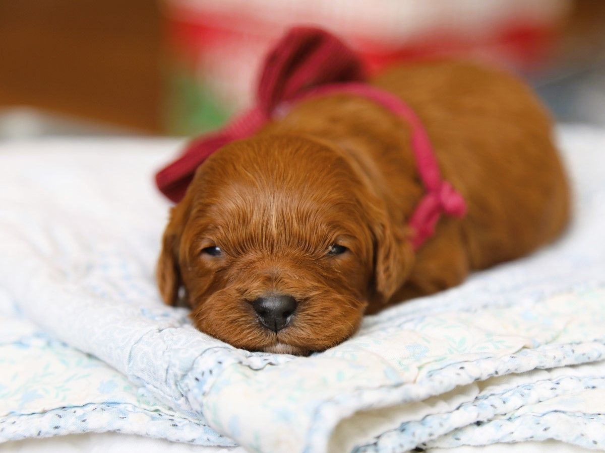 Jubilee • Click to meet