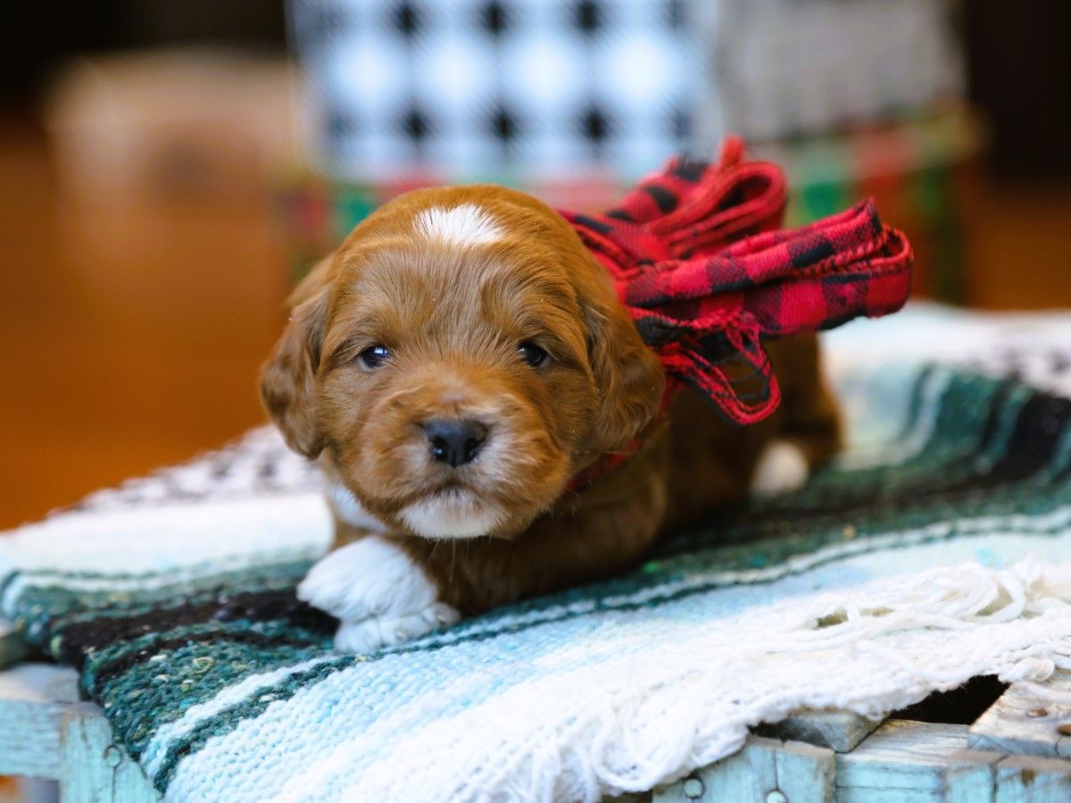 Ralph  • click to meet