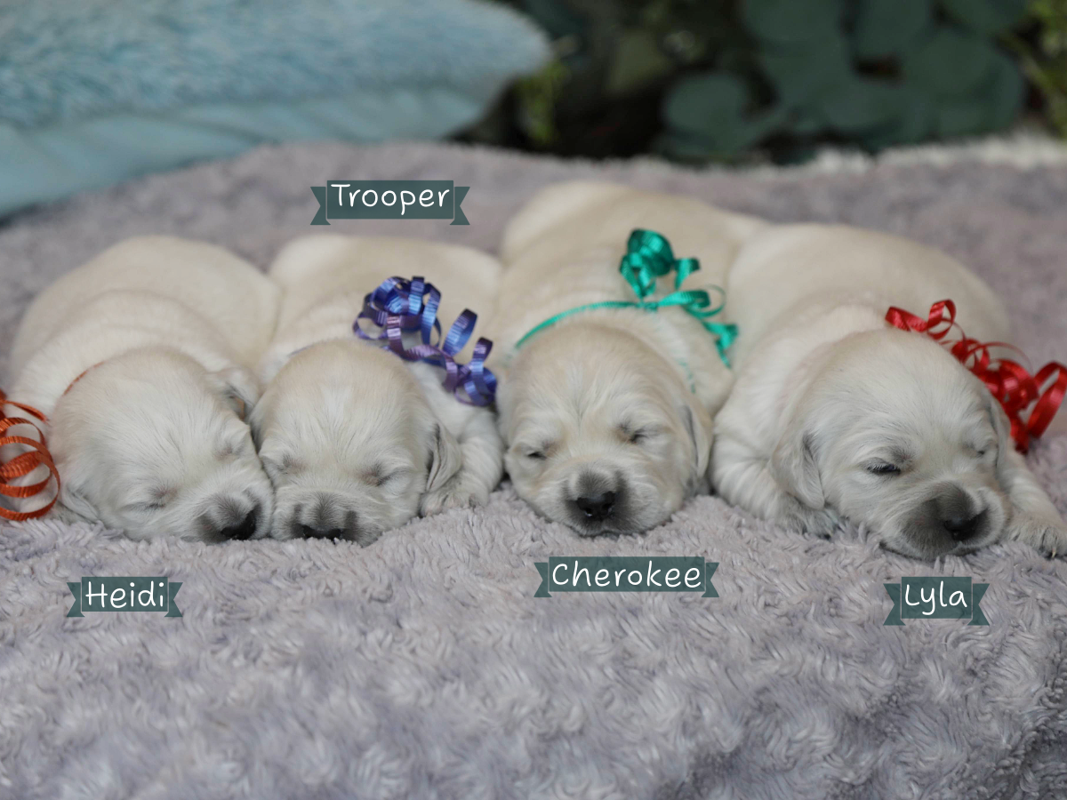 Montana's Babies