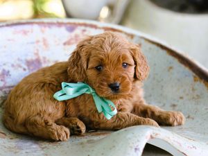 Taffy • click to meet