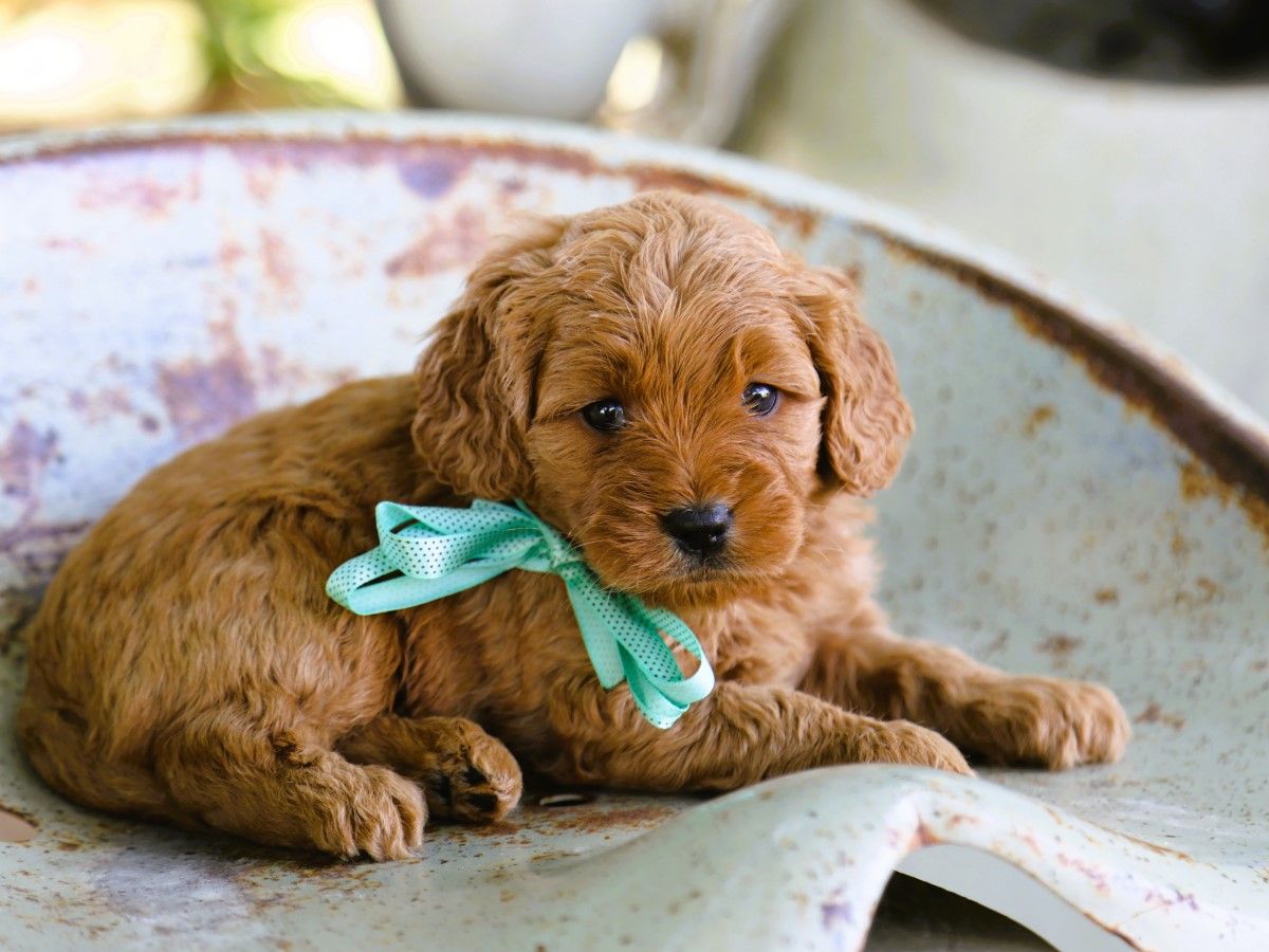 Taffy • click to meet