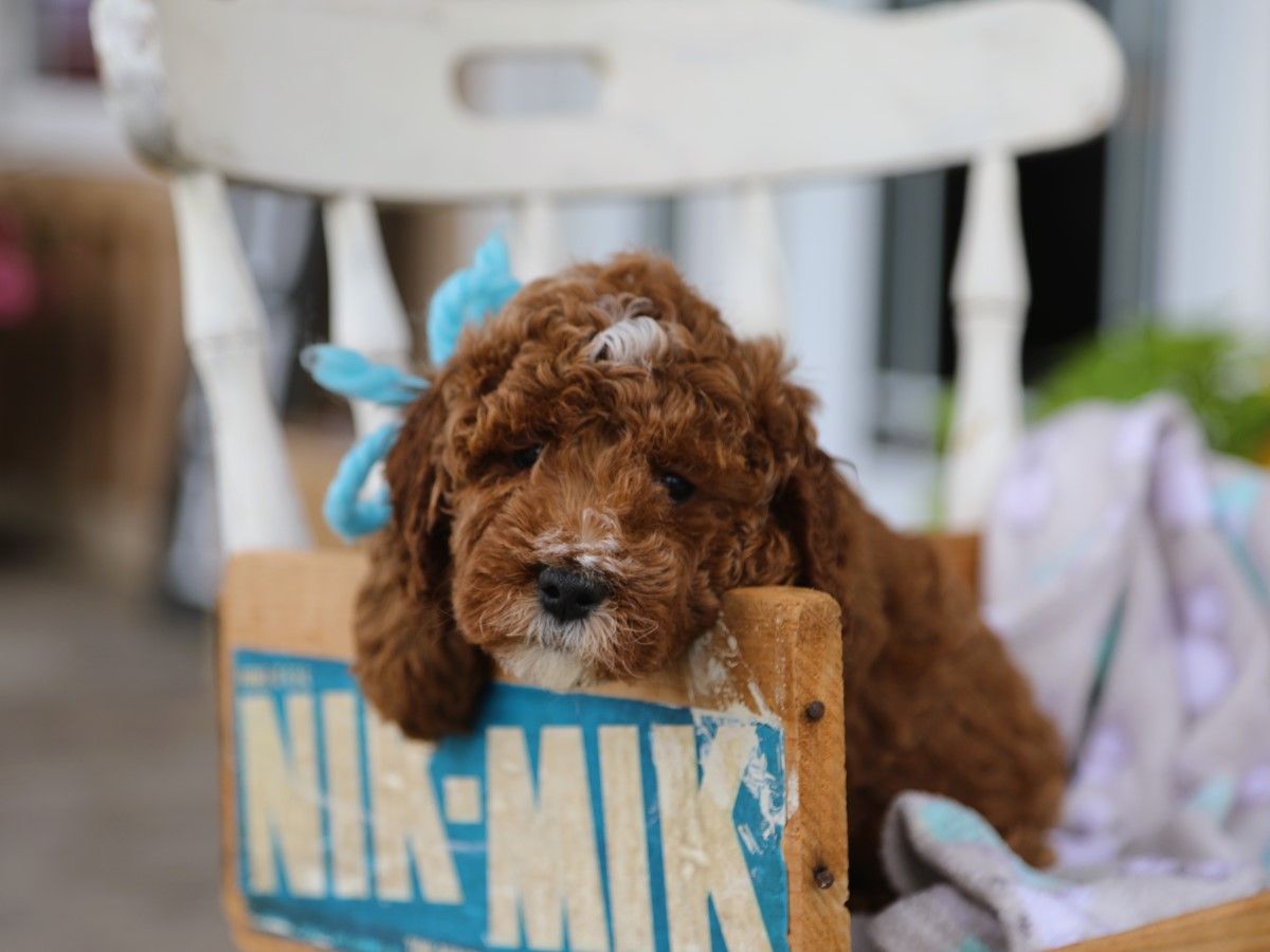 Barnie (2).JPG