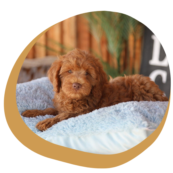 Goldendoodle for Sale - Image 1.png