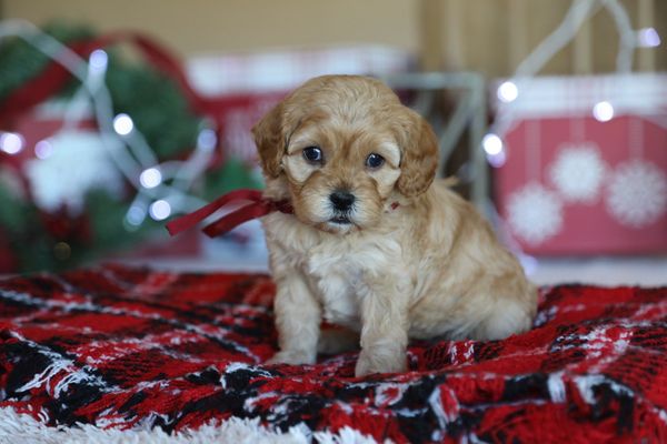 San Diego, California ALAINA • HOMED