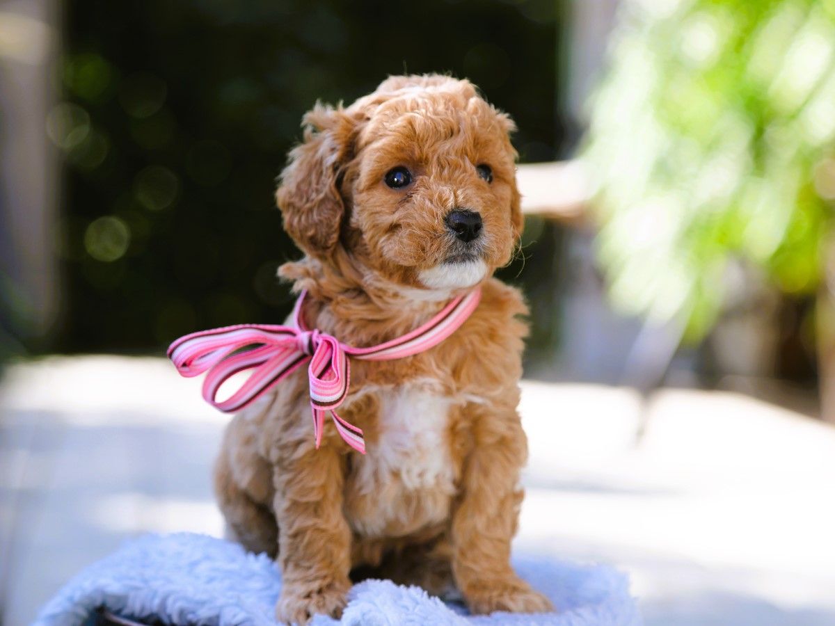 Maggy (4).JPG