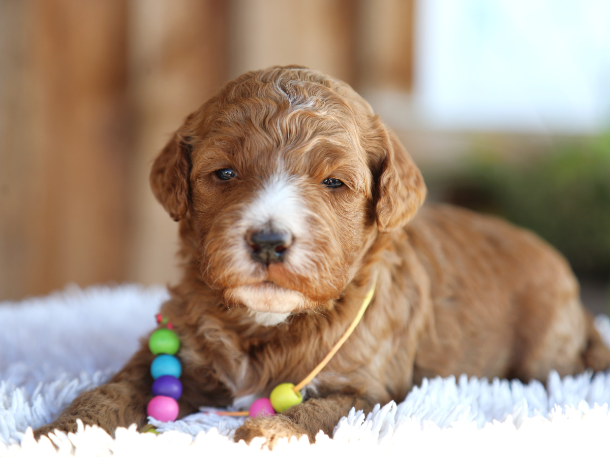 Kandy • click to meet