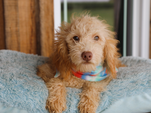 Tucker • click to meet