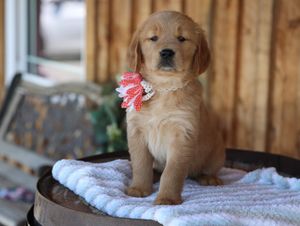 Sunny - Click to meet