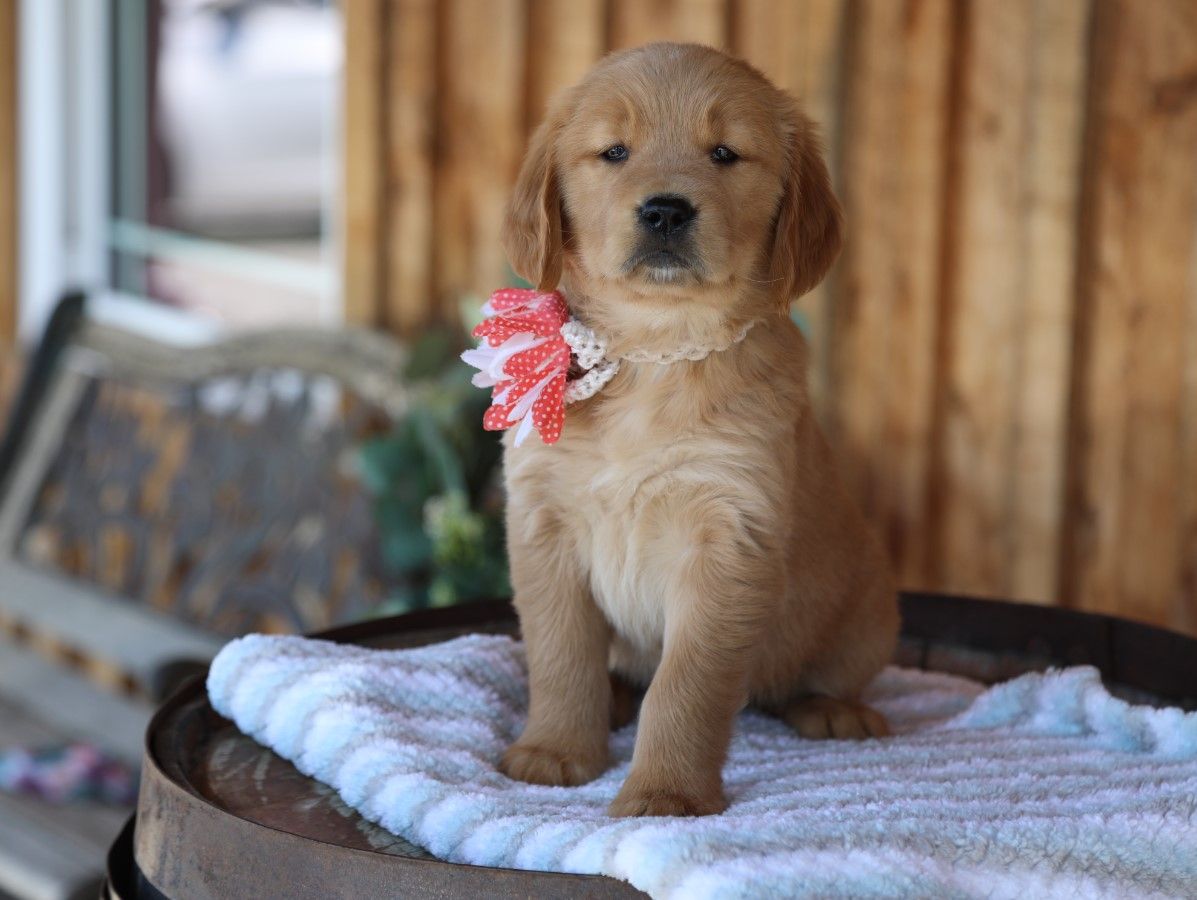 Sunny - Click to meet