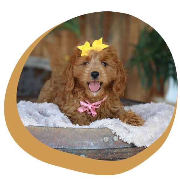Goldendoodle Puppies - Image 1.png